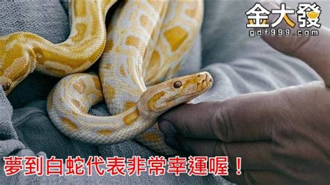 死鳥代表幾號|【539解夢號碼】做夢夢到蛇號碼是多少？周公解。